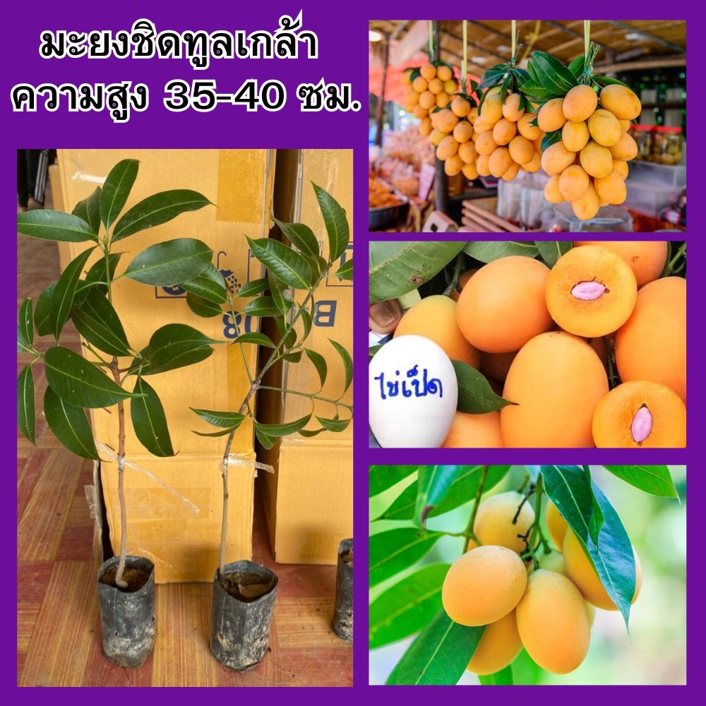 (1 ต้น) มะยงชิดทูลเกล้า ต้นเสียบยอด ความสูง 35-40 ซม. ปลูกง่าย 1 ปีติดผล