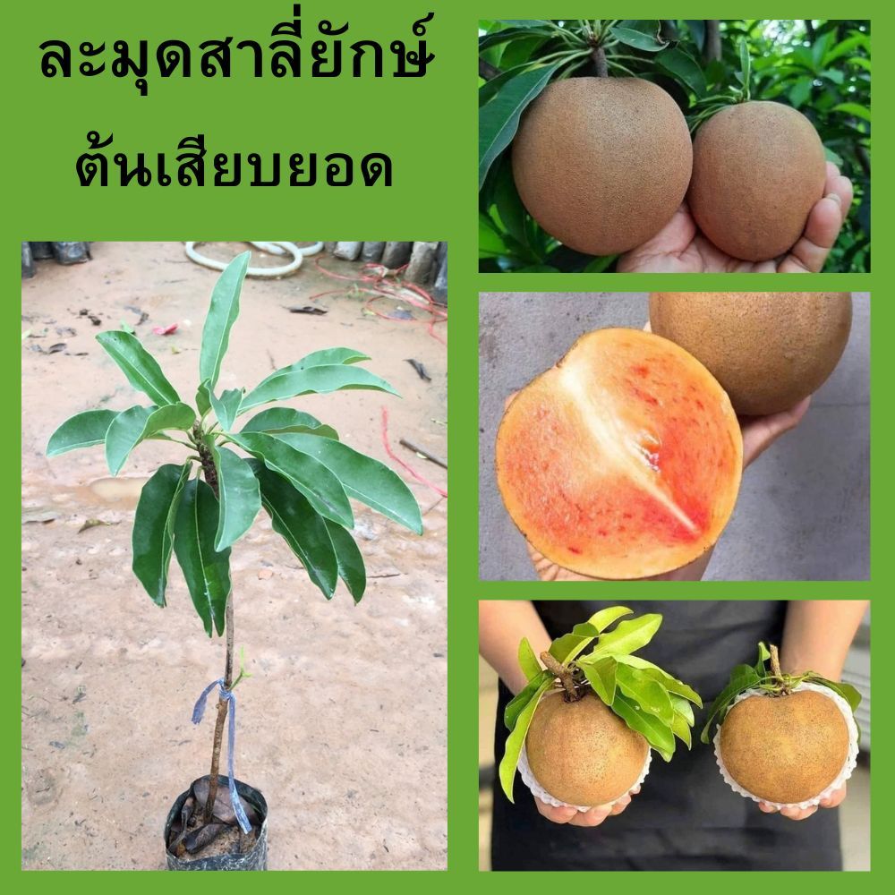 (1ต้น) ละมุดสาลี่ยักษ์ ต้นเสียบยอด (ต้นเล็ก) กรอบ หวาน หอม ปลูกง่าย ความสูง 35-40 ซม.