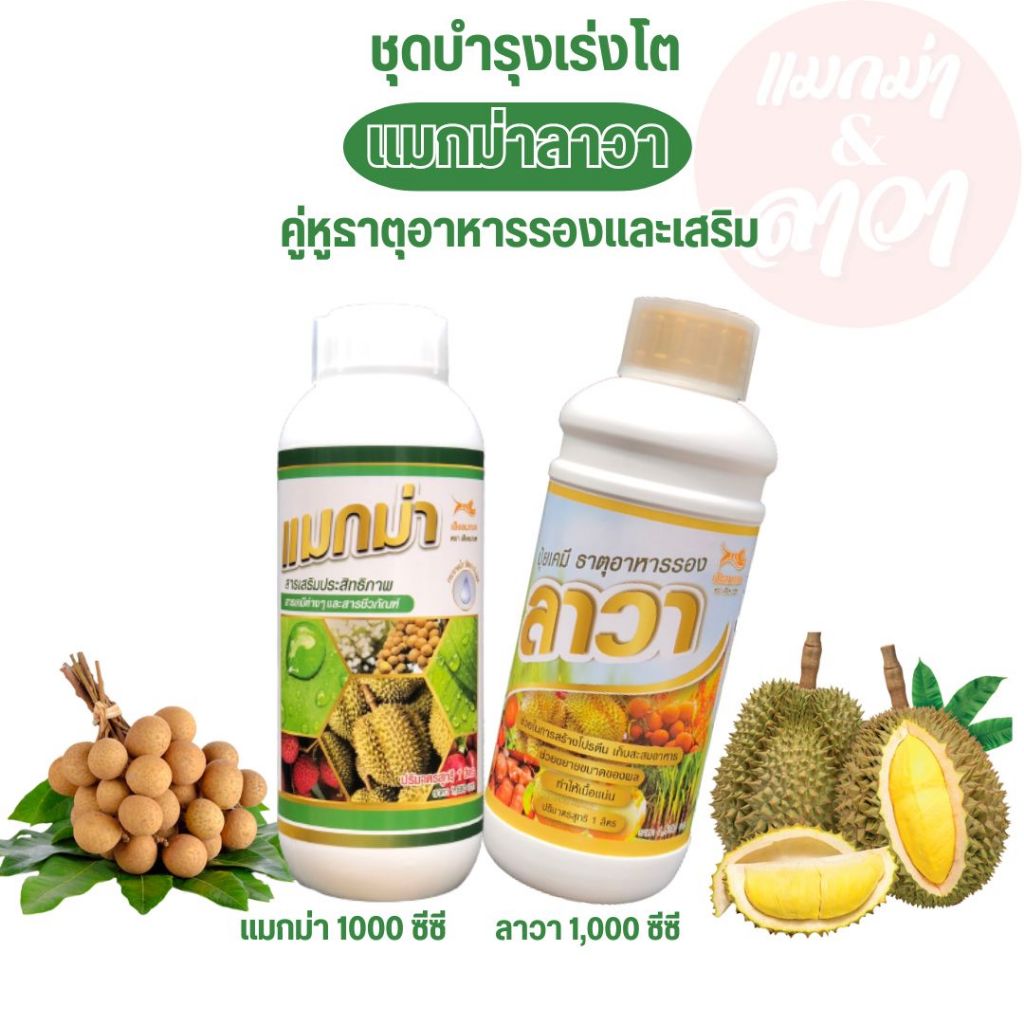 แมกม่าลาวา ปุ๋ยน้ำลาวา มีธาตุอาหารรองและเสริม ช่วยให้แตกยอดใหม่ ใบหนา ลดการหลุดร่วงของดอกและผล ขั้วเหนียว ผลสมบูรณ์
