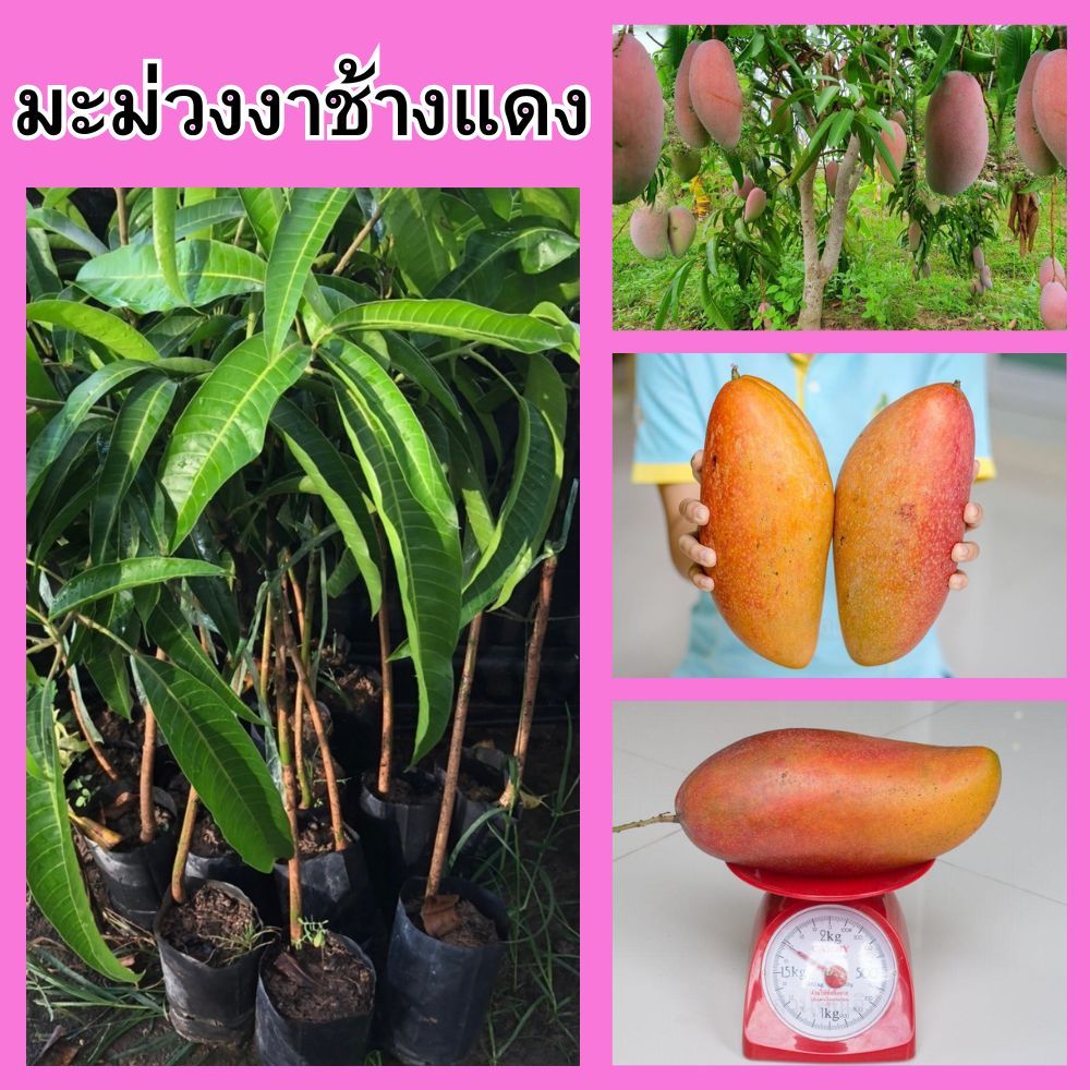 ต้นมะม่วงงาช้างแดง เสียบยอด ความสูง 45-50 ซม. (1 ต้น)