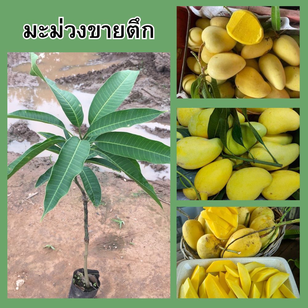 (1ต้น) ต้นมะม่วงขายตึก ต้นเสียบยอด 🥭🌷รสชาติดี หวานอมเปรี้ยว เนื้อสีเหลือง กรอบ🌷🌴ความสูง 45 ซม.🌴