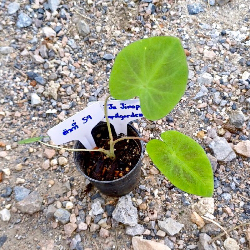 โคโลคาเซีย แบล็คบิวตี้ colocasia black beauty. (ได้ต้นตรงปก)