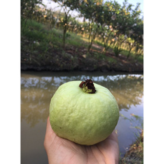 ฝรั่งกิมจู เกรดA สดๆจากสวนราคาต่อ 1 กิโล