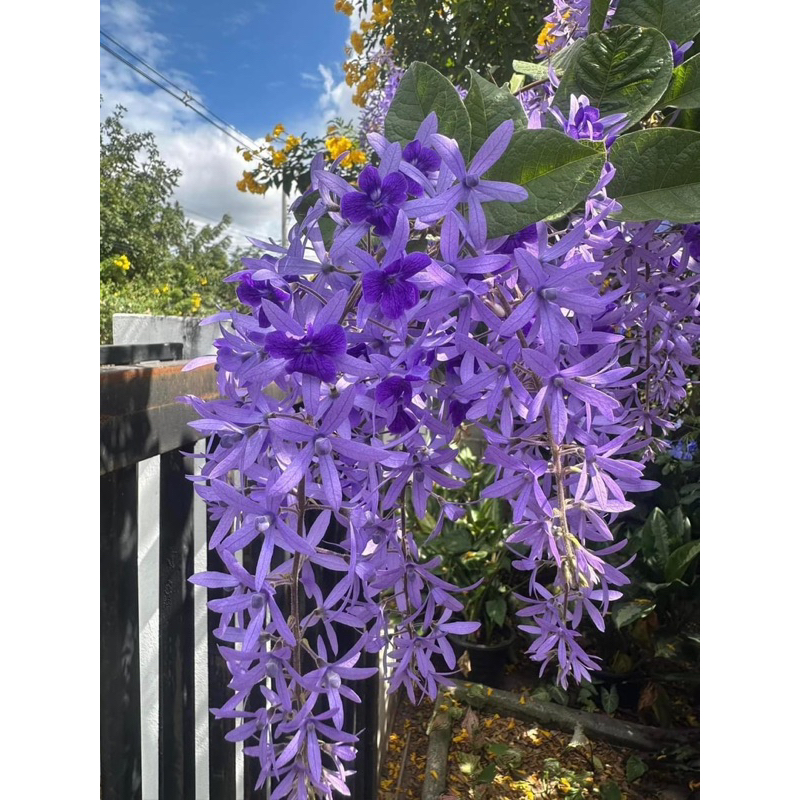 ต้นพวงคราม ออสเตรเลีย  ไม้เลื่อย