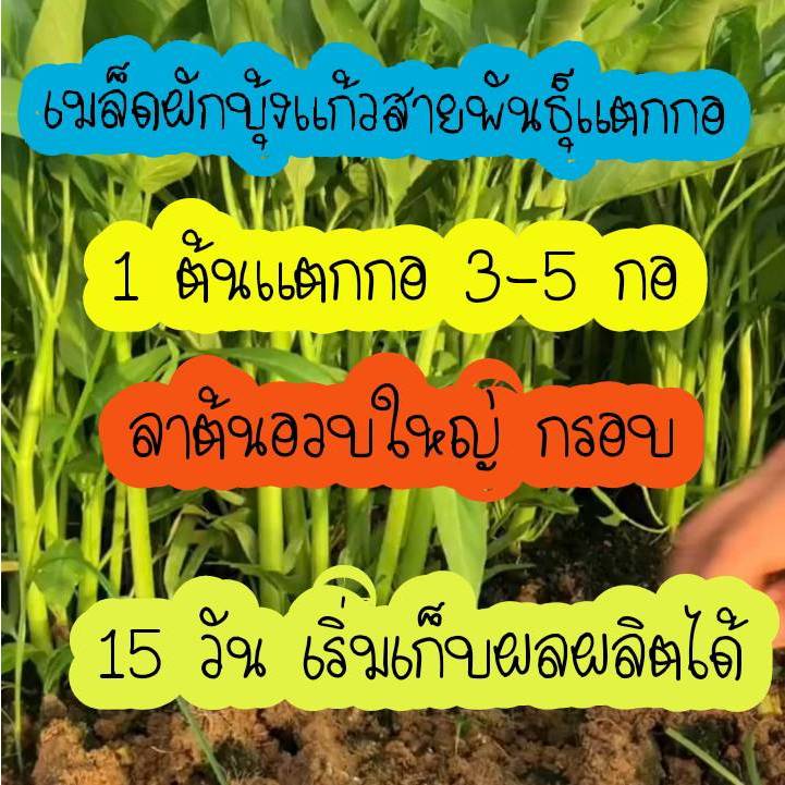 เมล็ดพันธ์ผักบุ้งแก้วพันธ์แตกกอ800เมล็ด+แถมปุ๋ยบำรุงหลังปลูกให้ทุกออเดอร์