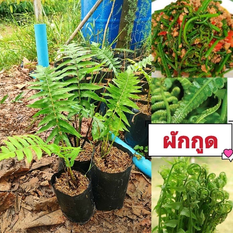 ผักกูดพันธุ์ใหญ่ ยอดอวบ ผักกูด ช่วยเพิ่มภูมิคุ้มกันและช่วยต่อต้านอนุมูลอิสระ ต้นพันธุ์เเข็งเเรงสินค้าเสียหายยินดีเคลมฟรี