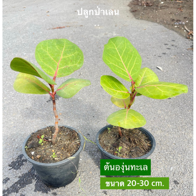 พร้อมส่ง ต้นองุ่นทะเล ความสูงเฉลี่ย 20-30 ซม.