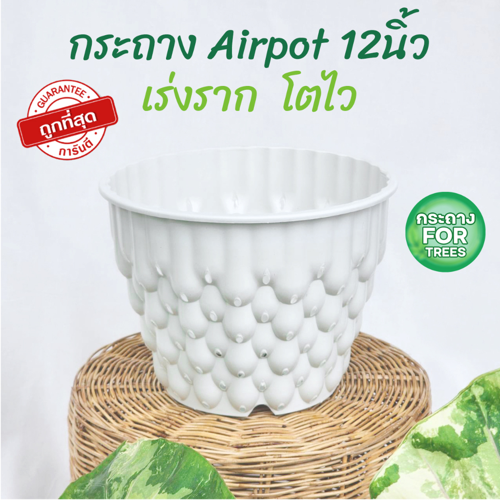 รุ่นใหม่ Airpot กระถางปลูกสายเขียว กระถางเร่งราก สีขาว สีดำ ขนาด 12นิ้ว
