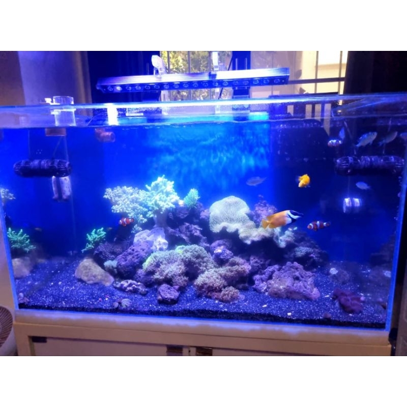 ตู้เลี้ยงปลาทะเลพร้อมระบบครบ36นิ้ว