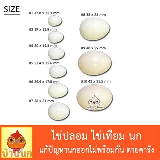 ไข่ปลอมนก ไข่เทียมนก (แพ็ค 5 ลูก) ใช้แทนไข่จริง แก้ปัญหา ลูกนกออกไม่พร้อมกัน ตายคารังก่อนโต นกพิราบ นกแก้ว