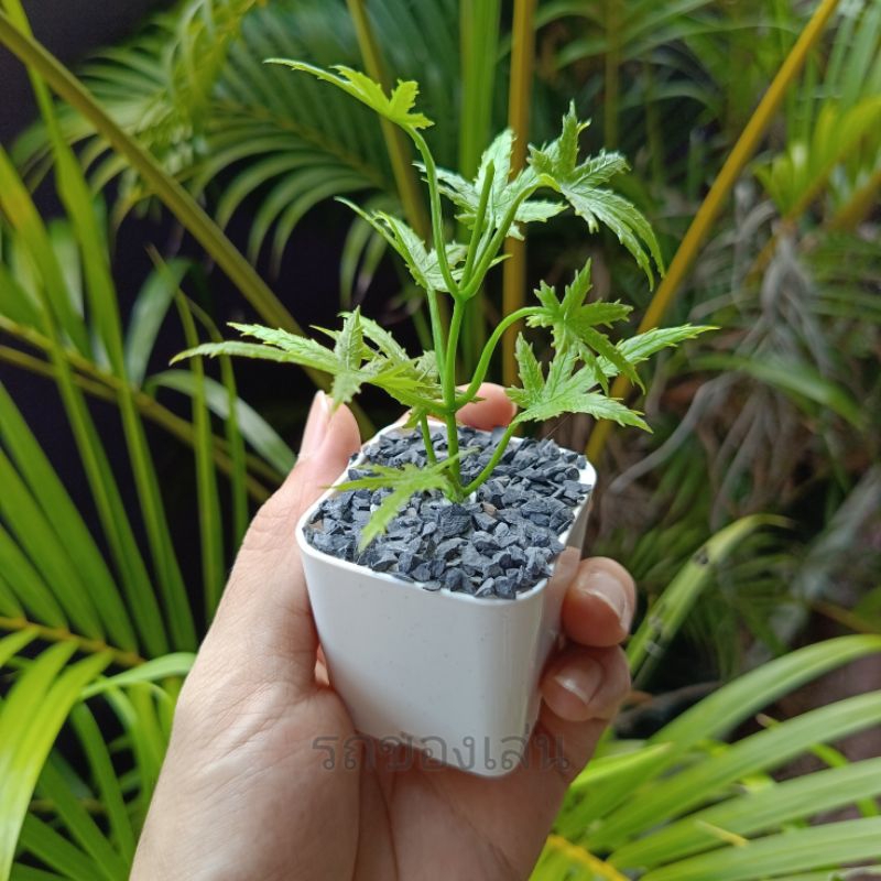 ต้นกัญชๅปลอม🌿 มินิมอล ต้นไม้ปลอม ต้นไม้มินิมอล ขนาดมินิมอล น่ารัก สายเขียวห้ามพลาด แต่งโต๊ะทำงาน หน้าคอม ห้องนอนได้หมด