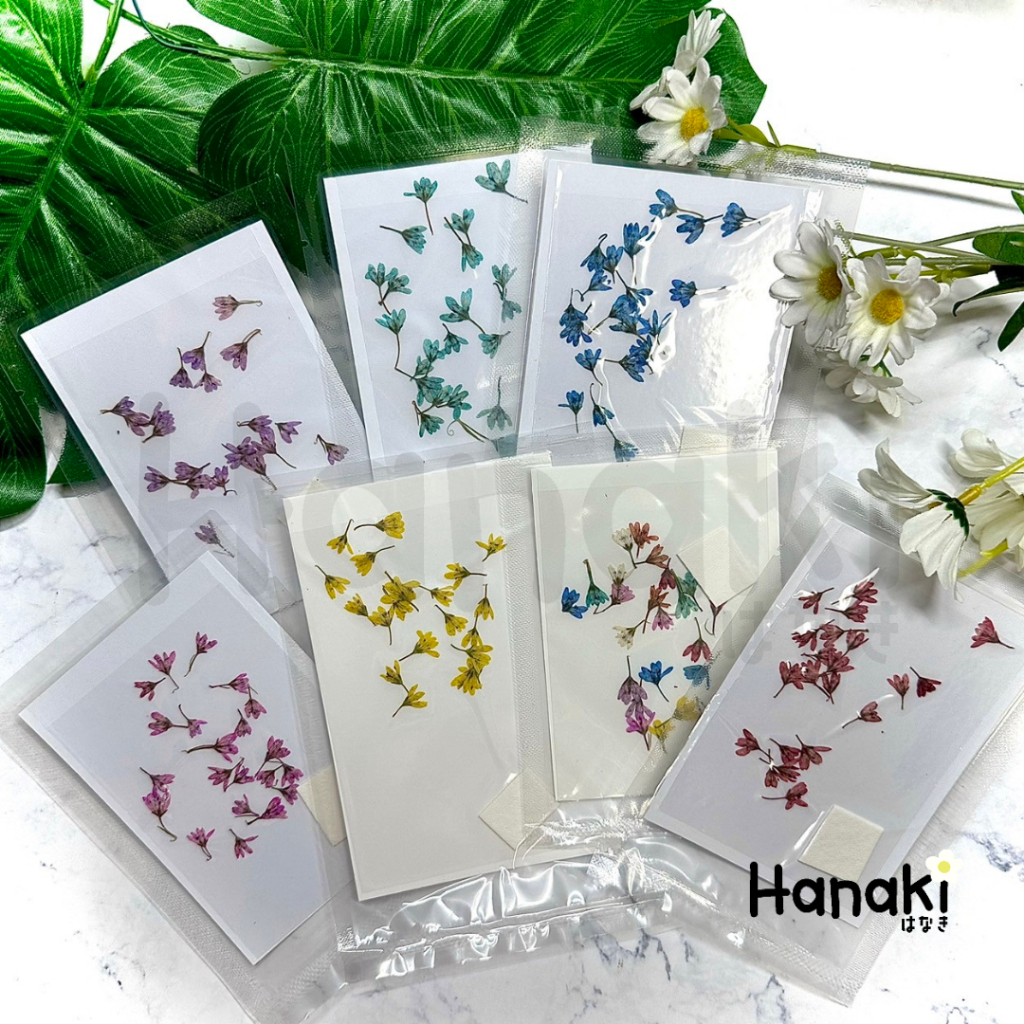 【พร้อมส่ง】ดอกหญ้าหางเสือ ดอกหางเสือทับ Tiger Tail Grass ดอกไม้ทับแห้ง ดอกไม้จริงทับแห้ง Pressed Flowers💐
