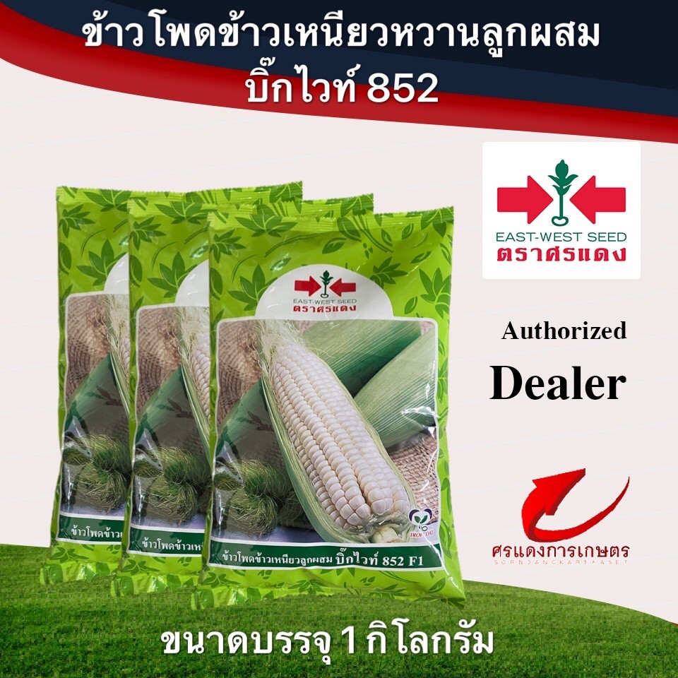 ข้าวโพดบิ๊กไวท์852 200g  1 กิโลกรัม #ข้าวโพดข้าวเหนียวฝักใหญ่ #ข้าวโพดขาว #เมล็ดข้าวโพดศรแดง #เมล็ดพันธุ์ศรแดง