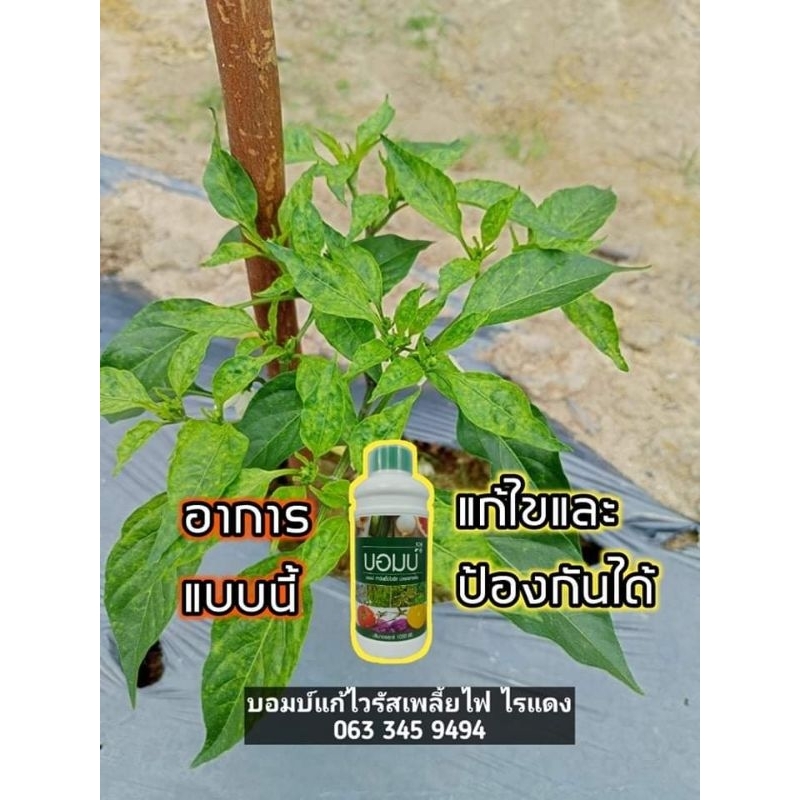 บอมไวรัส ฉลากสีเขียว แก้ใบหงิก ฟื้นยอดใหม่ ขนาด 1,000 cc