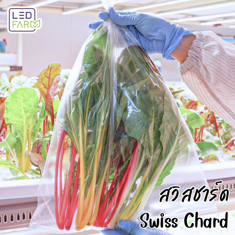 [ตัดสดทุกออเดอร์] ผักกาดสีรุ้ง (Swiss Chard) | ผักสด สะอาด ปลอดสารเคมี