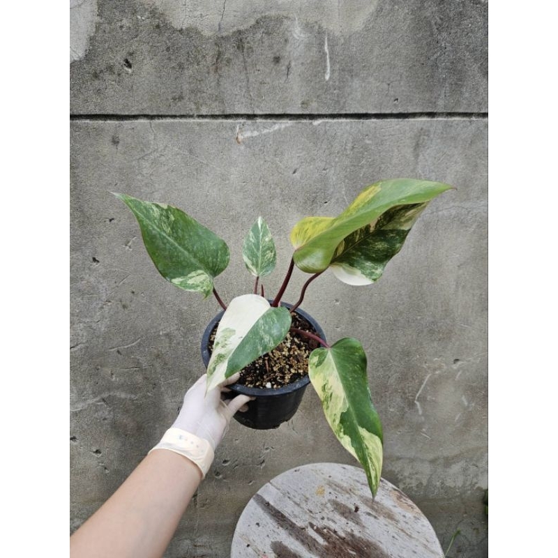 Philodendron Red Emeral variegated/Strawberry Shake สตรอเบอรี่เชคด่าง