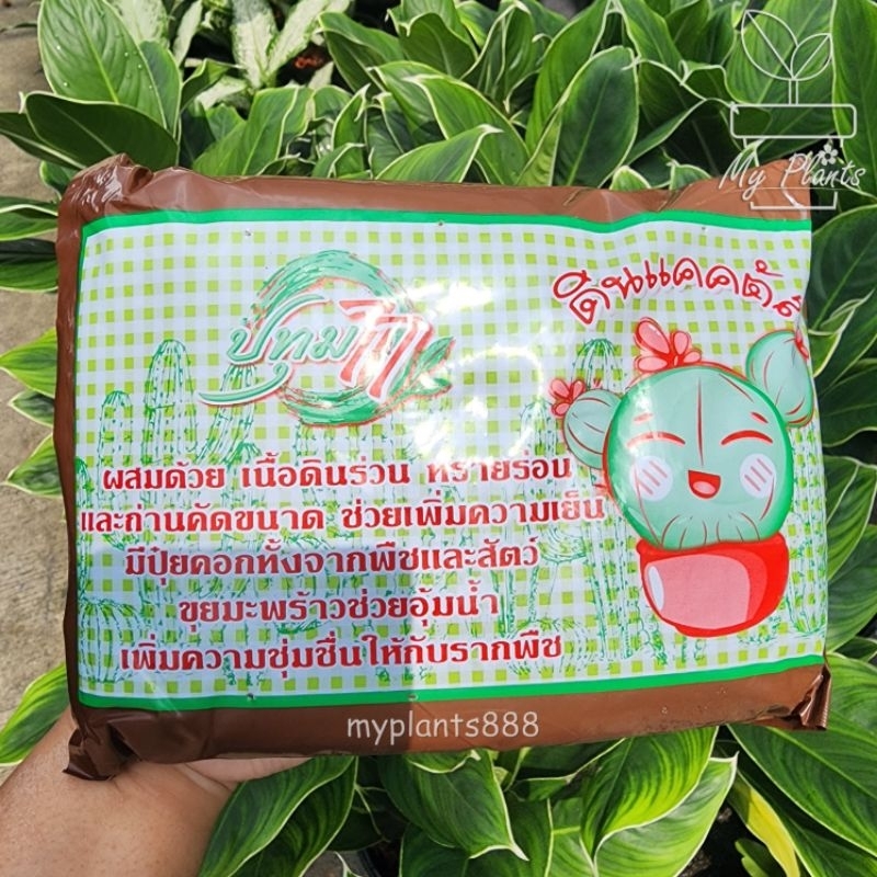 ดินแคคตัส กระบองเพชร