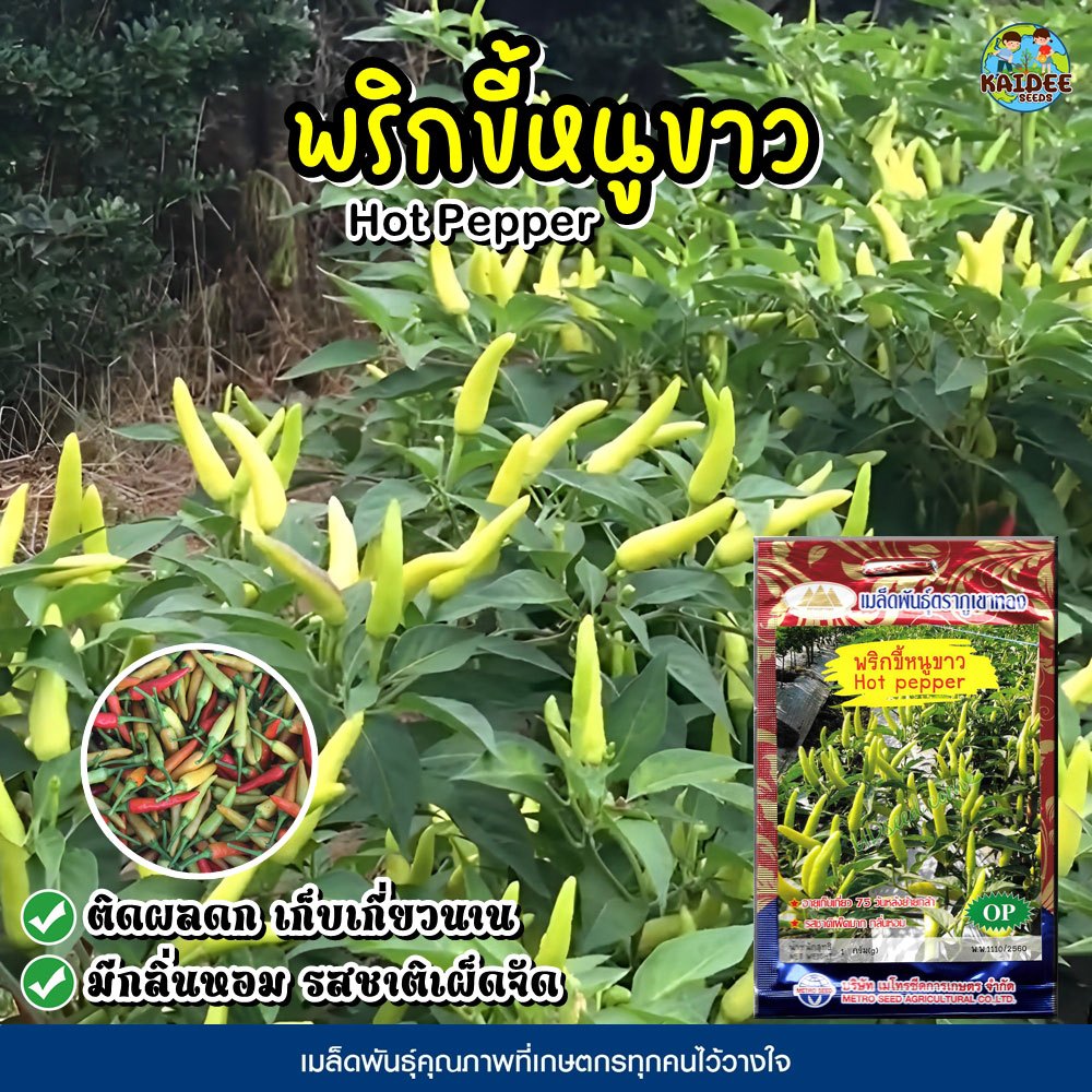 เมล็ดพริกขี้หนูขาว Hot Pepper ตราภูเขาทอง เมล็ดพันธุ์พริกขี้หนู เมล็ดพริกขี้หนู เมล็ดพริก เมล็ดพันธุ์ผัก เมล็ดผักสวนครัว