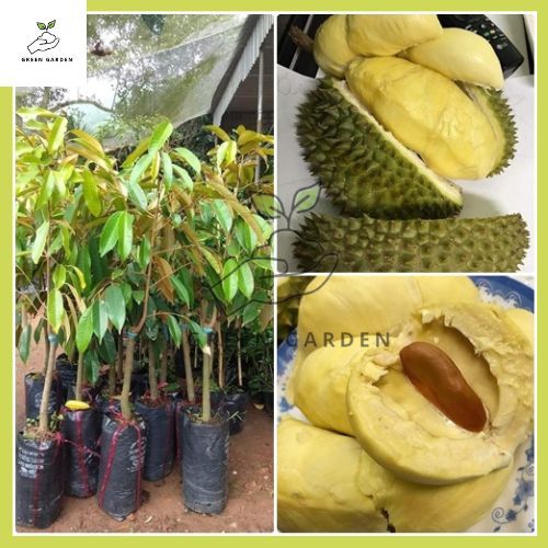 ทุเรียนหมอนทอง ทุเรียนหมอนทอง ต้นทาบสูง 60-80 ซม. ให้ผลผลิตสูง เนื้อสีเหลืองเรียบ ไม่มีเส้นใย