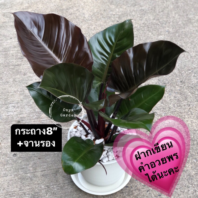 ต้นกุมารดำเรียกทรัพย์ กระถางขาว+จานรองฟิโลเดนดรอนแบล็คคาดินัลphilodendronblackcardinal