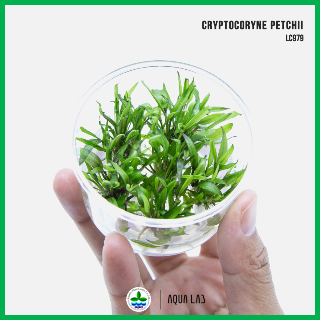 [APC] Cryptocoryne petchii คริปเพรชชี่) [ไม้น้ำ - Aquatic Plant] LC979