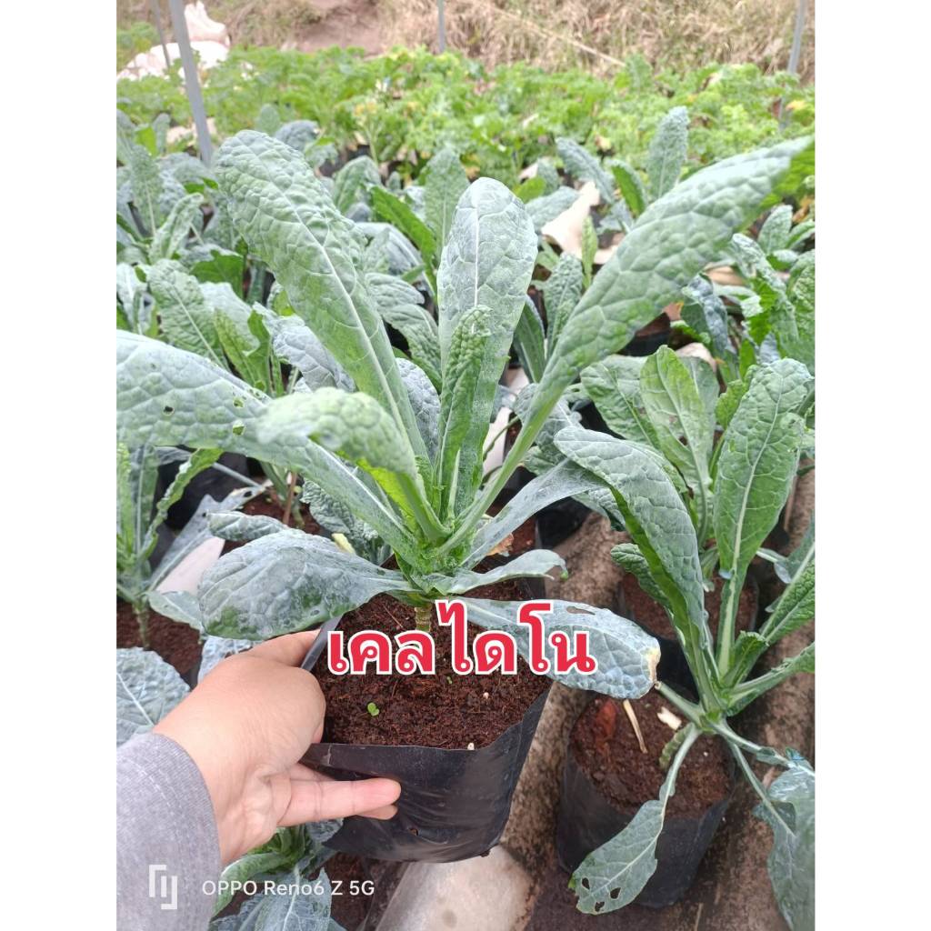 เคลไดโน พร้อมปลูก คะน้าเคล ผักสลัด ผักไทย ผักสวนครัว