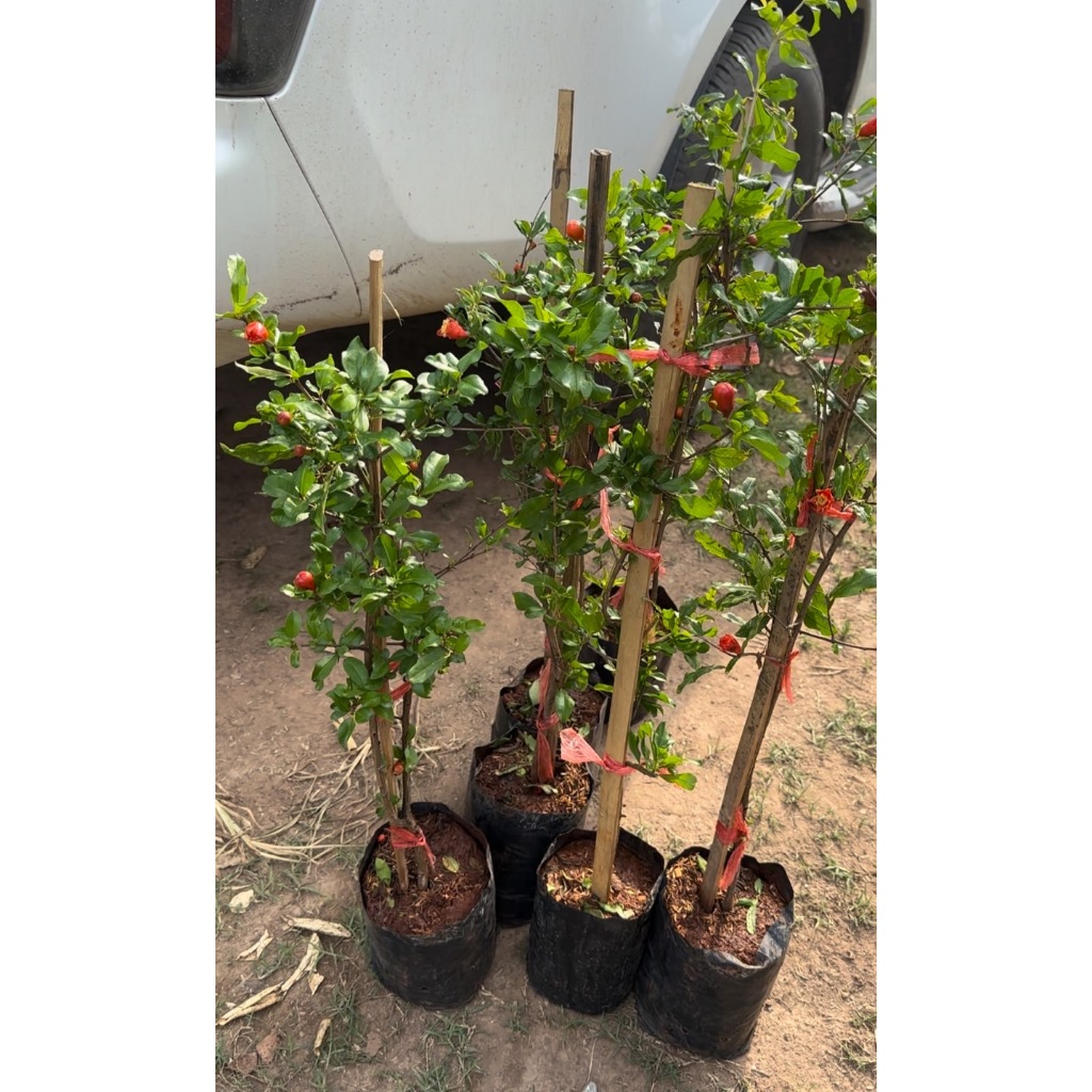 ต้นทับทิมแดงมารวย กิ่งตอน ความสูง 45-50 ซม.🌱(1 ต้น)  ปลูกง่าย ทนแล้ง