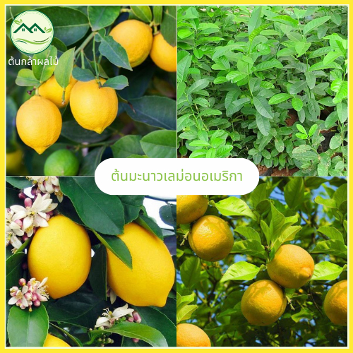 [ทาบกิ่ง] ต้นมะนาวเหลือง 80-100ซม. ผลใหญ่ ปลูกง่าย เหมาะกับหลายสภาพอากาศ