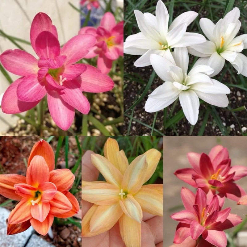 ดอกบัวดินคละสี1ชุด10หัวไม้ดอก ไม้ประดับ