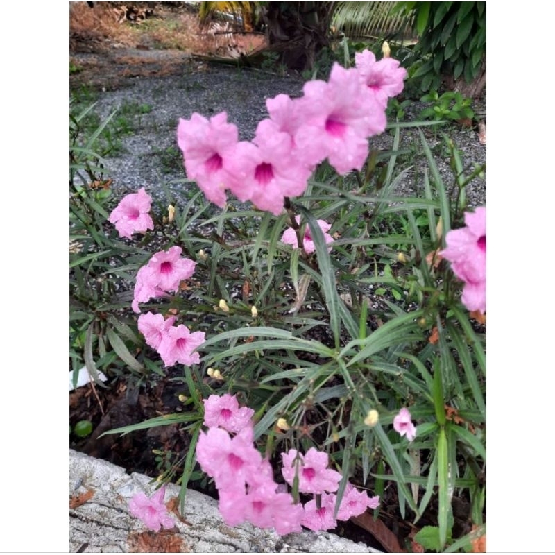 ฟ้าประทานพรดอกชมพู🌺🌸1ถุงดำ1ต้นไม้มงคล ดอกสีชมพู🌷🌷🌷