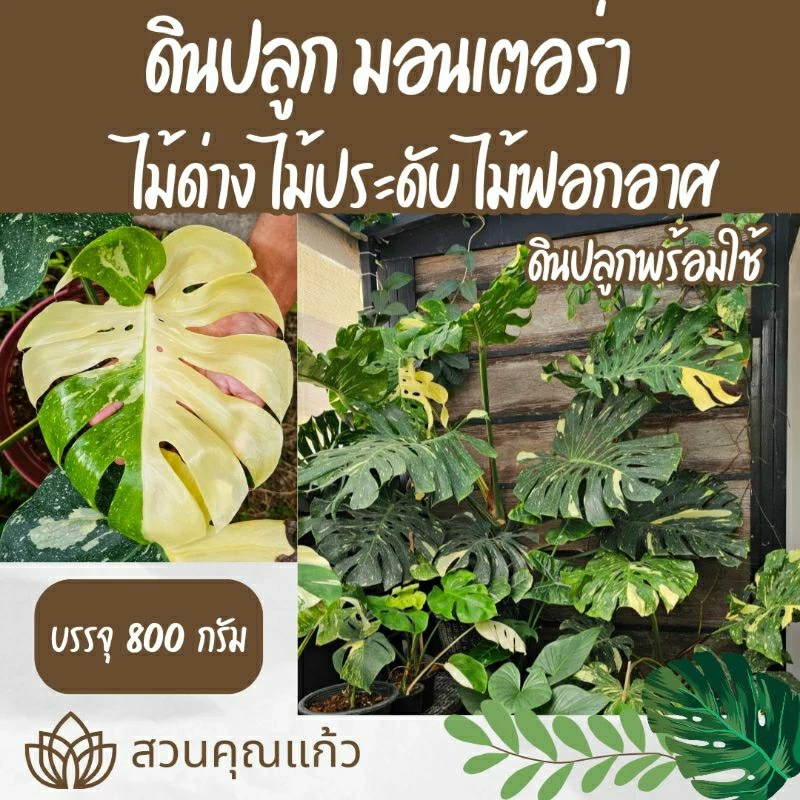 ดินปลูกต้นไม้ มอนสเตอร่า ไม้ด่างสวยงามทุกสายพันธุ์