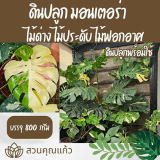 ดินปลูกต้นไม้ มอนสเตอร่า ไม้ด่างสวยงามทุกสายพันธุ์
