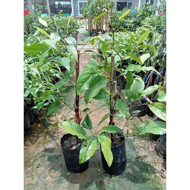 ต้นดีปลี สมุนไพรพื้นบ้านมีรสเผ็ดร้อน สูง 30-60 ซม.