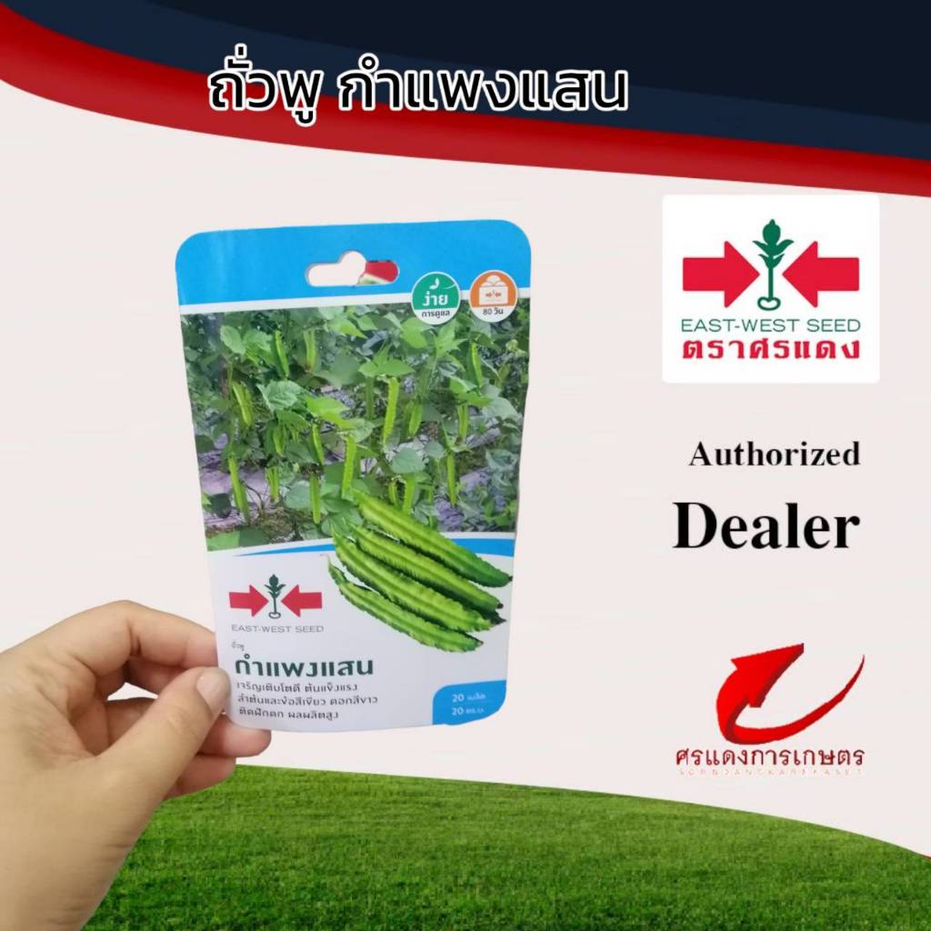 ผักซองศรแดงถั่วพูกำแพงแสน  #เมล็ดพันธุ์ #ถั่วพู #ขายส่งเมล็ดพันธุ์ – โปรปัง