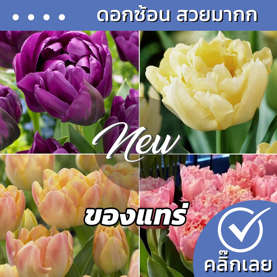หัวทิวลิป ดอกซ้อน Double SET รวมพันธุ์ดอกซ้อน สีสวยสุดๆ Wanthai ขายหัวลิลลี่ ว่านสี่ทิศ ทิวลิปปลูก