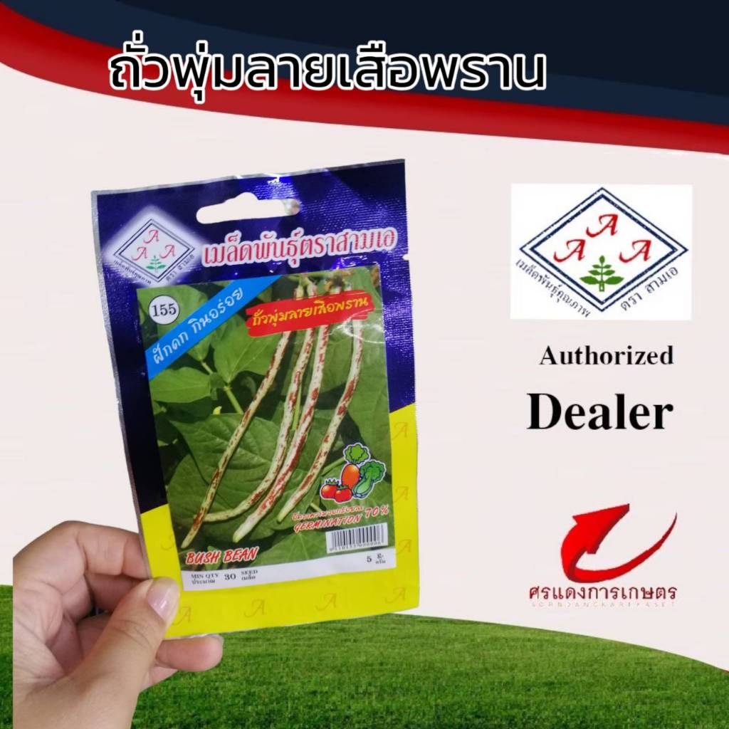 ผักซองAAAถั่วพุ่มลายเสือพราน #เมล็ดพืชยี่ห้อสามเอ #คุณภาพดี  #เมล็ดถั่วพุ่มลายเสือพราน #ฝักดก