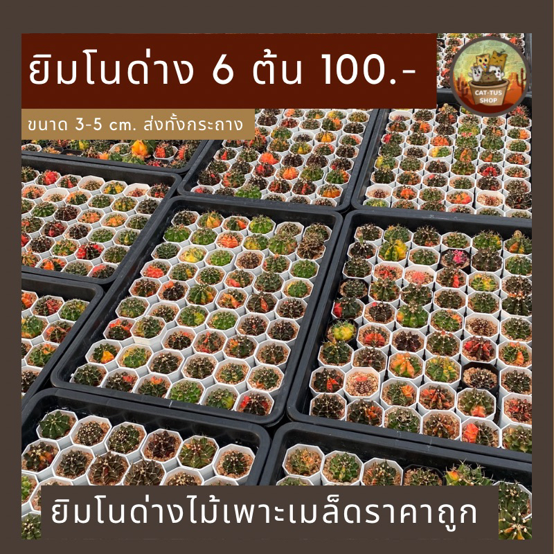 กระบองเพชร ชุด 6 ต้น 100 ยิมโนด่าง ราคาถูก ส่งทั้งกระถาง แข็งแรง เลี้ยงง่าย