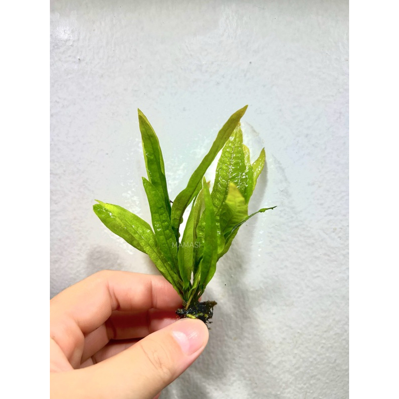 (ต้นไม้น้ำ) Java fern เฟิร์นรากดำ
