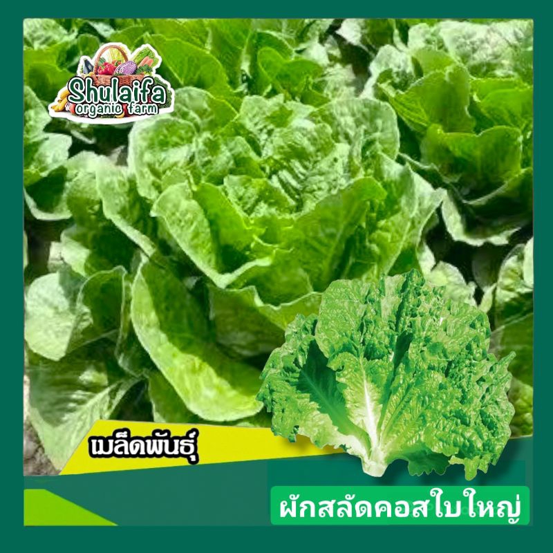 5แถม1เมล็ดสลัดคอสใบใหญ่ 300-500เมล็ด เมล็ดกรีนคอส เมล็ดผักสลัด เมล็ดผักสวนครัว เมล็ดผักเมืองหนาว ปลูกง่าย รสชาติอร่อย