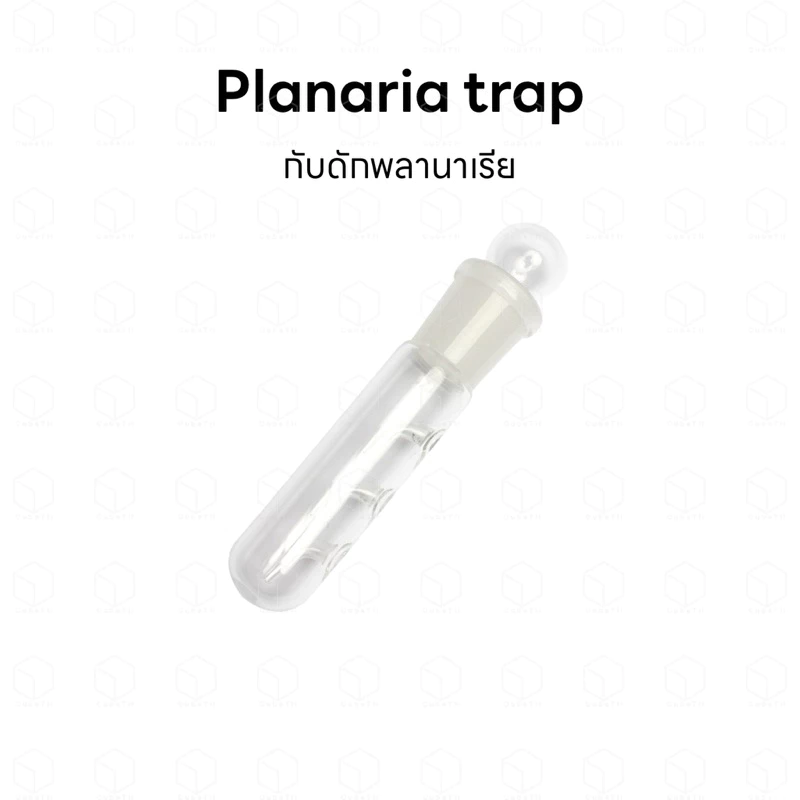 Planaria trap กับดักพลานาเรีย ที่ดักพลานาเรีย สำหรับตู้กุ้ง ตู้ปลา ตู้ไม้น้ำ