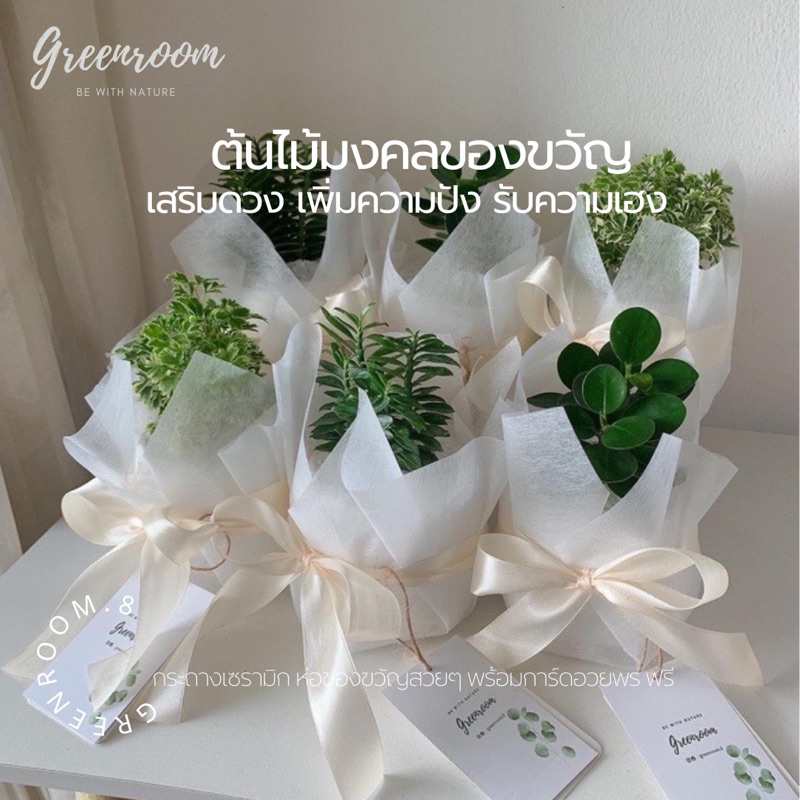 ต้นไม้ของขวัญ ต้นไม้มงคลพร้อมกระถาง3นิ้ว ห่อของขวัญ ไม้มงคลจิ๋ว