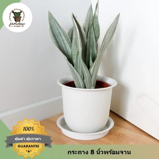 กระถางต้นไม้ทรงกลมญี่ปุ่น 15 12 10 8 6 นิ้ว พร้อมจานรองสีขาว รุ่นญาญ่า