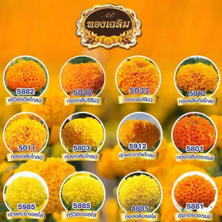 100เมล็ด ซีรี่ 3 สีทองเข้ม ทองเฉลิม ดีฟโกลด์ 5033 ดาวเรืองตัดดอก F1 เมล็ดพันธุ์ดาวเรือง
