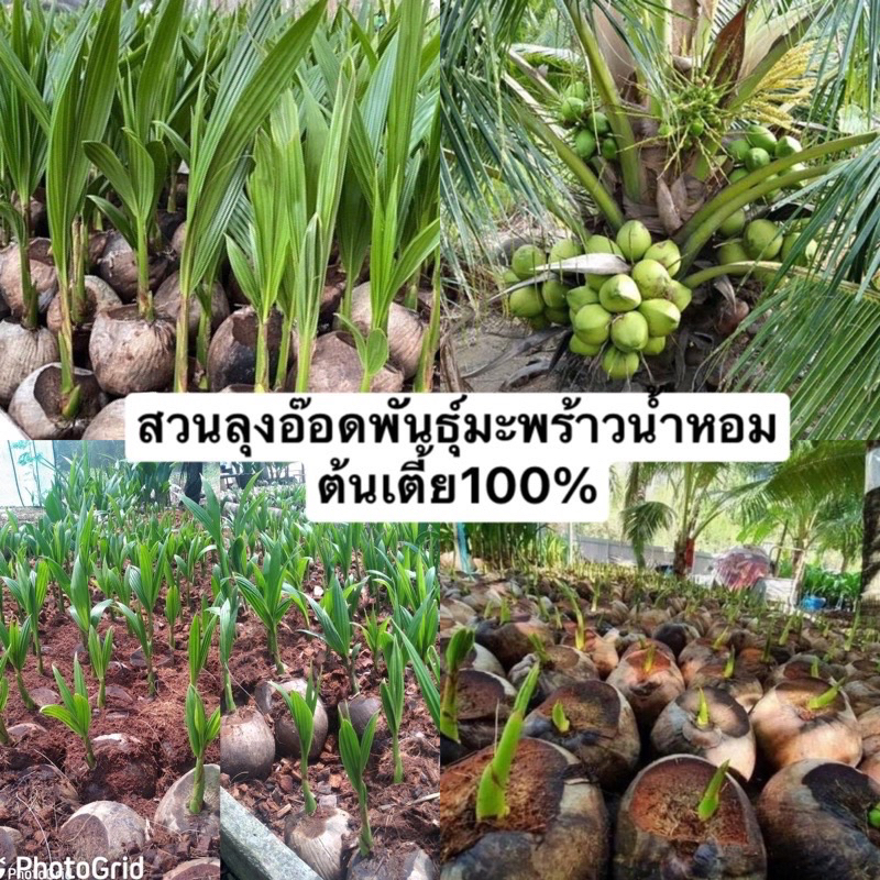 🌴พันธุ์มะพร้าวน้ำหอมบ้านแพ้วต้นเตี้ยแท้💯%🌴รับประกันพันธุ์แท้ 100%