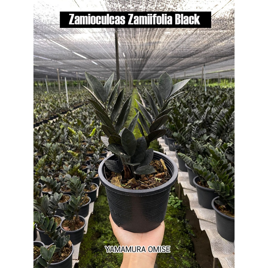 กวักมรกตดำกระถาง 6" รากแน่นฟอร์มกอ Zamioculcas Zamiifolia Black ไม้มงคล ฟอกอากาศ ZZ Plant ต้นไม้สีดำ