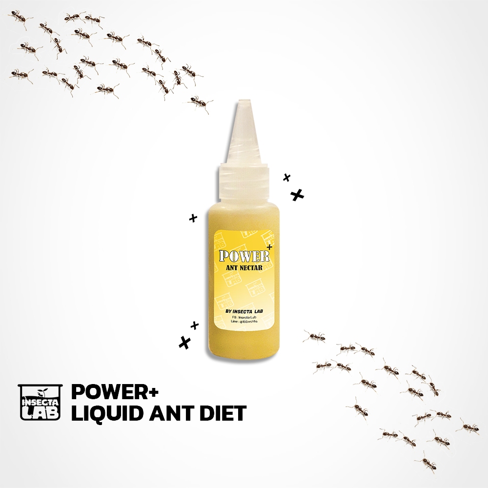 พาวเวอร์พลัส น้ำหวานโปรตีนสำหรับมด (Power+ protein liquid nectar for ants)