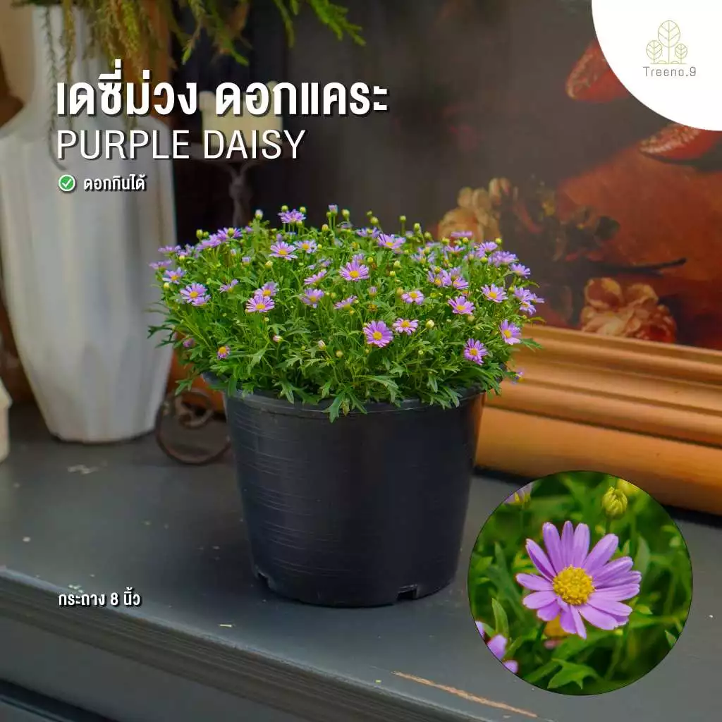 Treeno.9 รวมเดซี่ Daisy ดอกไม้รับประทานได้ กระถางแขวน 8 นิ้ว สูง 25-50 ซม. ไม้ประดับ ไม้ดอก ไม้จัดสวน