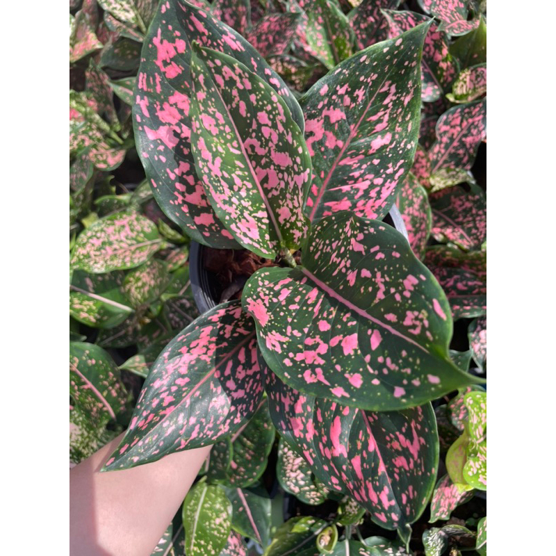 ต้นรับเงิน รับทอง ขนาดกระถาง 6 นิ้ว