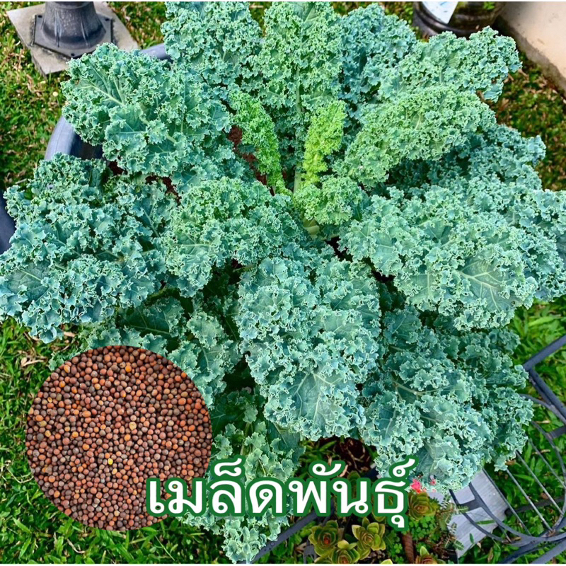 เมล็ดผักกรีนเคล ใบหงิก Kale seed เมล็ดพันธุ์นำเข้า