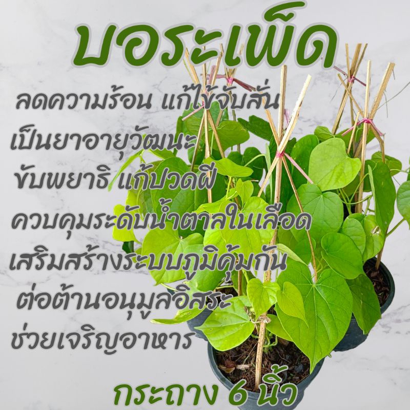 ต้นบอระเพ็ด กระถาง6นิ้ว